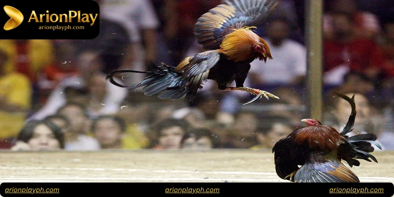 Strategies for Betting on Sabong